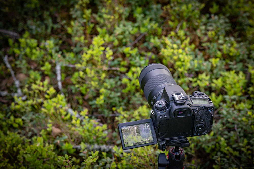 Фотоаппарат зеркальный Canon EOS 90D Body Black